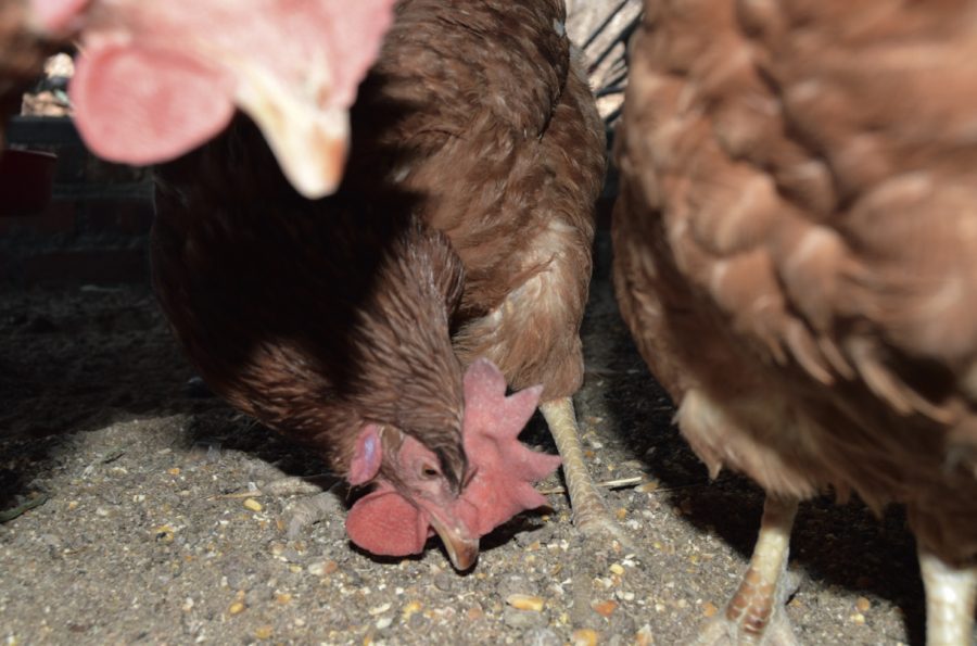 Deceptively simple, devastatingly successful – how poultry process their food