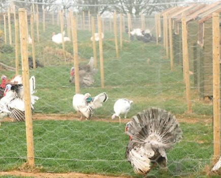 Your breeds: A passion for turkeys