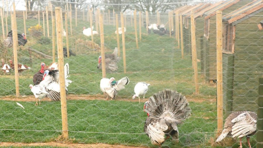 Your breeds: A passion for turkeys