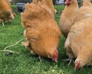 How to integrate your chickens into a permaculture system