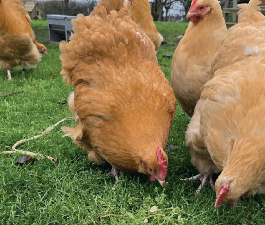 How to integrate your chickens into a permaculture system