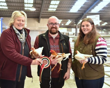 Top honours and top price for Old English Game trio at Christmas show and sale