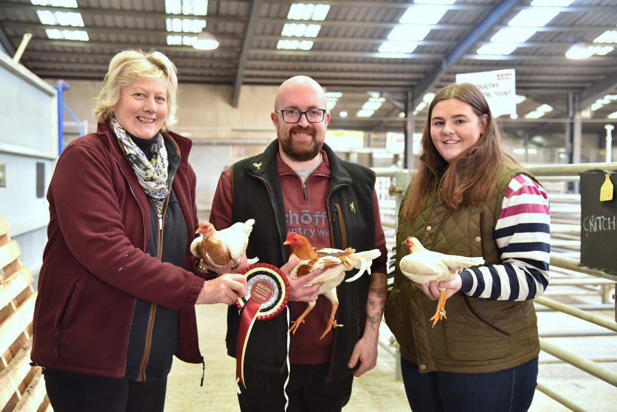 Top honours and top price for Old English Game trio at Christmas show and sale