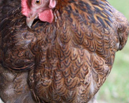 Photographing your chickens: Julie Moore’s gallery