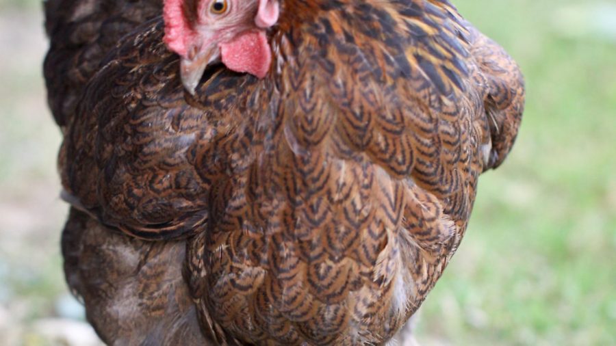 Photographing your chickens: Julie Moore’s gallery