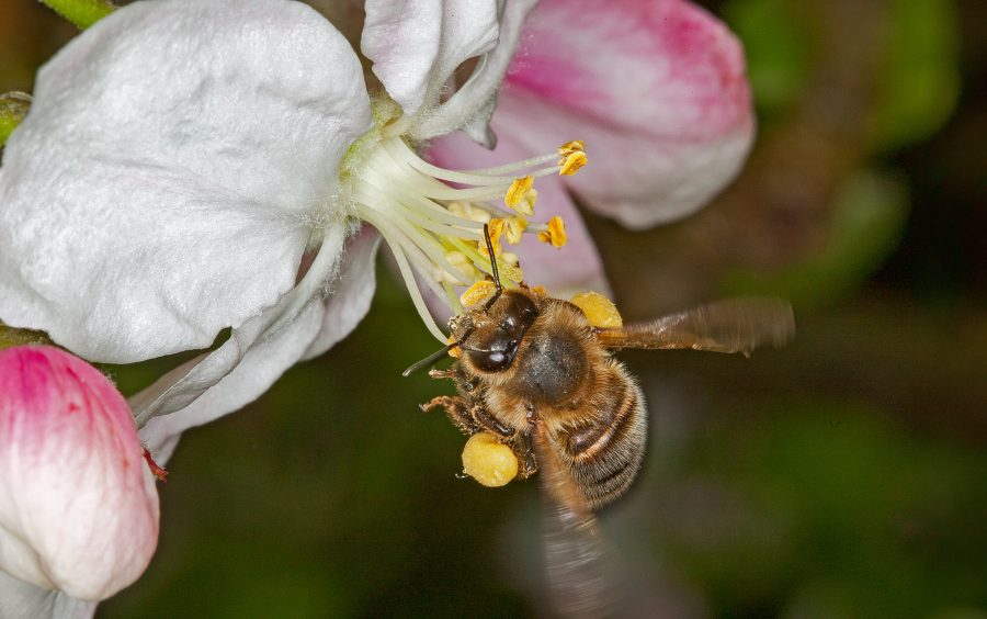 Bee starvation warning