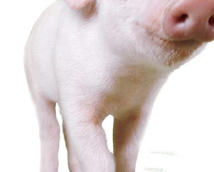 Name our pig, and win £100!