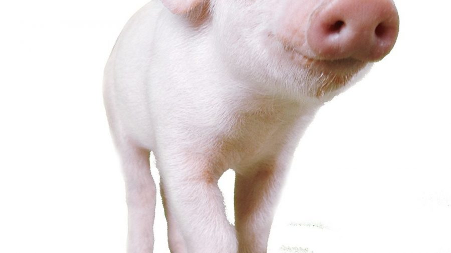 Name our pig, and win £100!
