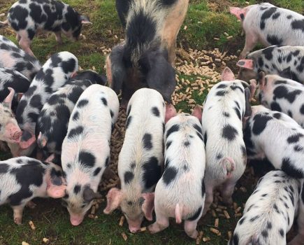 Donald Macsween: joy of piglets