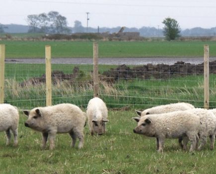 A beginner’s guide to keeping pigs