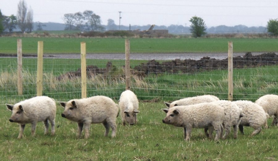 A beginner’s guide to keeping pigs