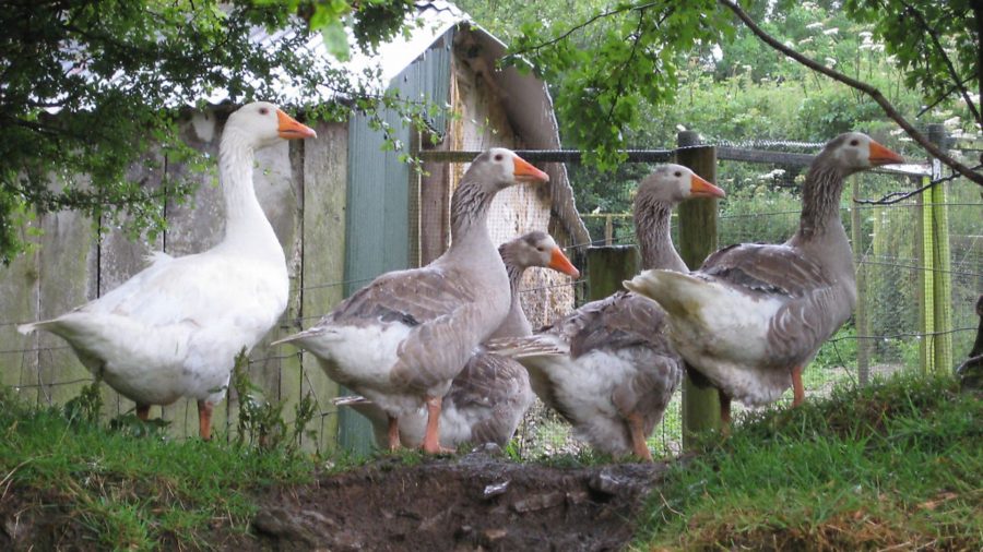 Smallholding for beginners – part 1
