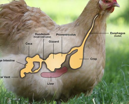 Good poo guide for chickens