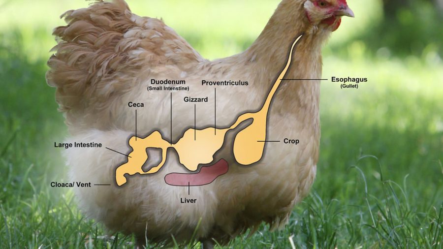 Good poo guide for chickens