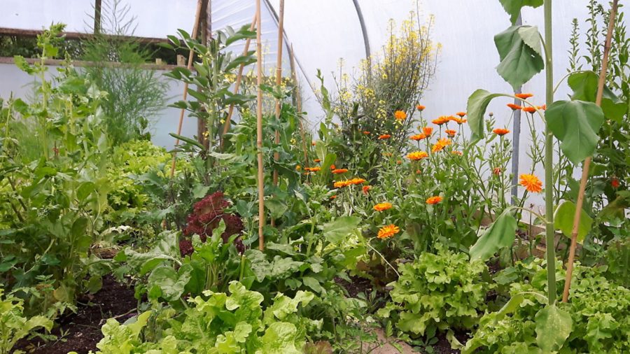 The wonders of the polytunnel
