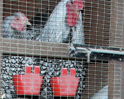 Q&A: quarantining diseased chickens