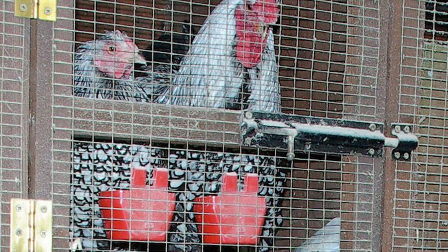 Q&A: quarantining diseased chickens