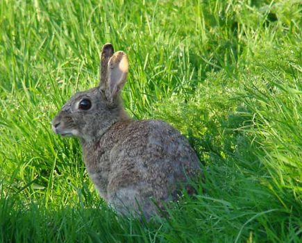 Controlling rabbits on your smallholding