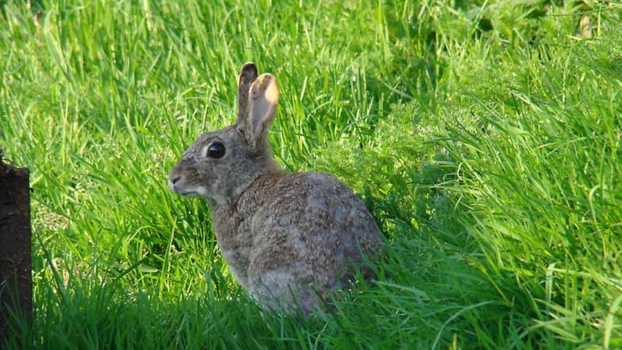 Controlling rabbits on your smallholding