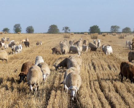 NSA offers new ‘matchmaking service’ for sheep and arable farmers