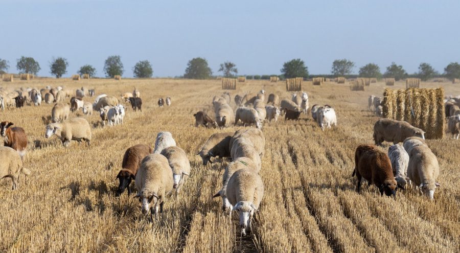 NSA offers new ‘matchmaking service’ for sheep and arable farmers