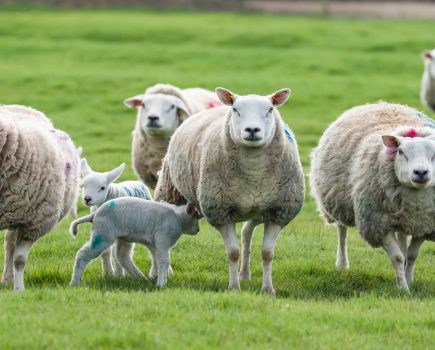 NSA events return to support the Next Generation of UK sheep farmers