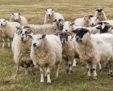 Put worm control theory into practice at NSA Sheep event