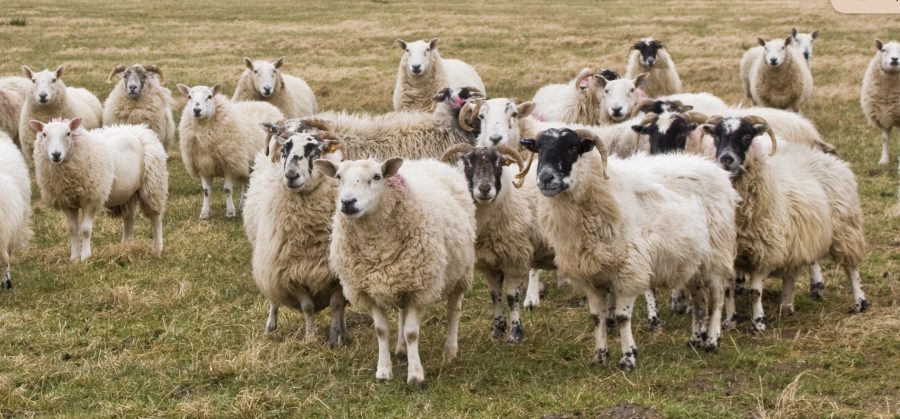 Bluetongue confirmed in Norfolk