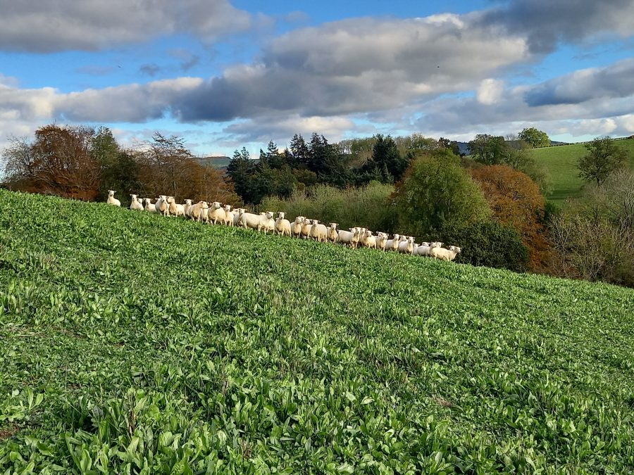 Sheep farmer survey seeks to uncover red clover concerns