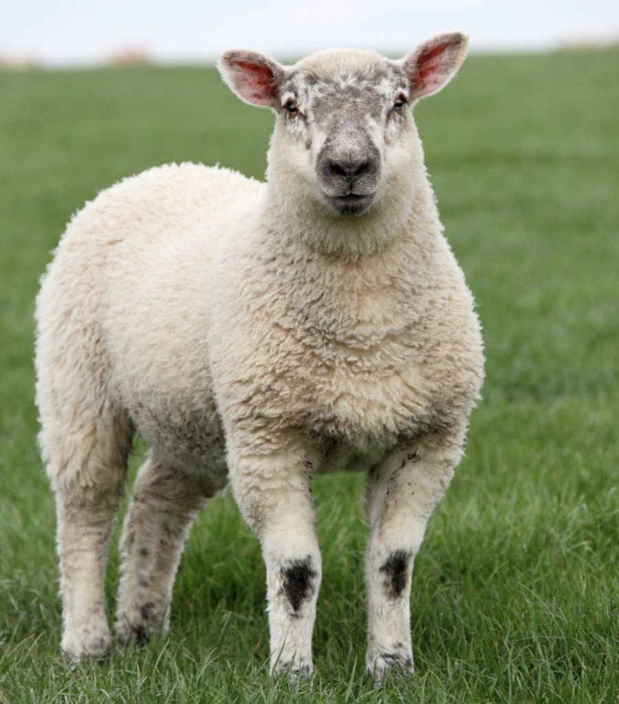 RSPCA issues advice to keep dogs on leads around livestock this Sheep Worrying Awareness Week