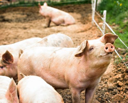 African swine fever: strict controls implemented on pork and pork products to protect Britain’s pigs