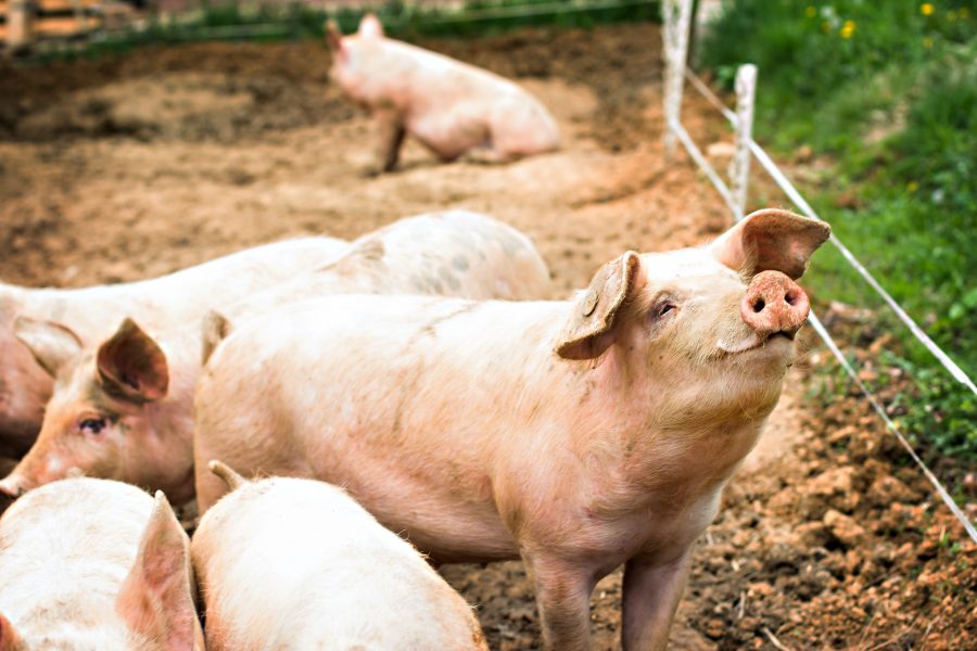 African swine fever: strict controls implemented on pork and pork products to protect Britain’s pigs