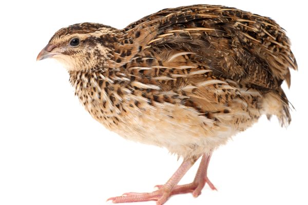 Celebrate your quails with the Virtual British Quail Show  