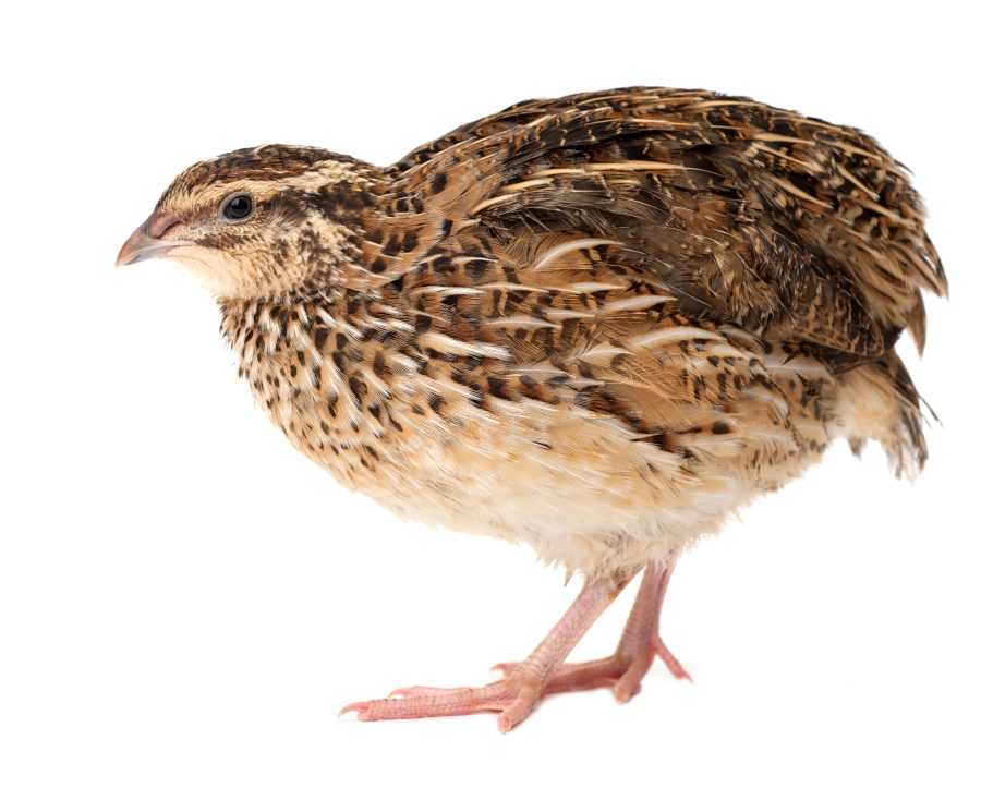 Celebrate your quails with the Virtual British Quail Show  