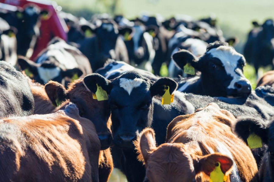 Farmers needed to save small abattoirs: farming groups launch survey to make case to government