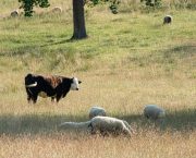 New measures introduced to tackle Bluetongue and protect farmers’ livelihoods