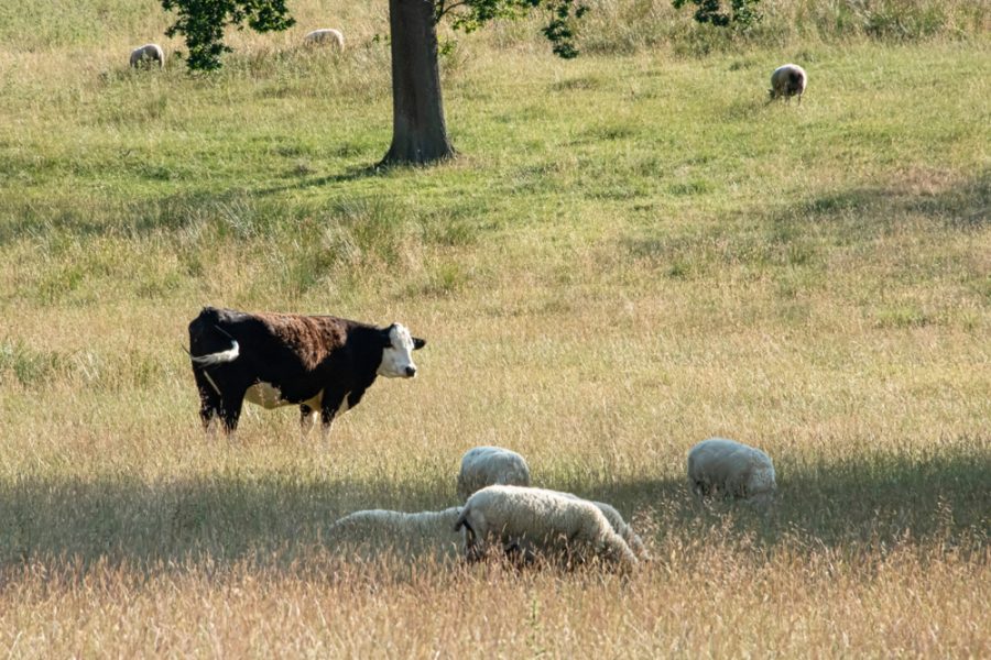 New measures introduced to tackle Bluetongue and protect farmers’ livelihoods