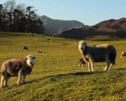 British Heritage Sheep adds diversity and flavour to Love Lamb Week 2023