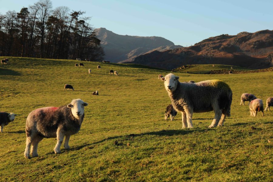 British Heritage Sheep adds diversity and flavour to Love Lamb Week 2023