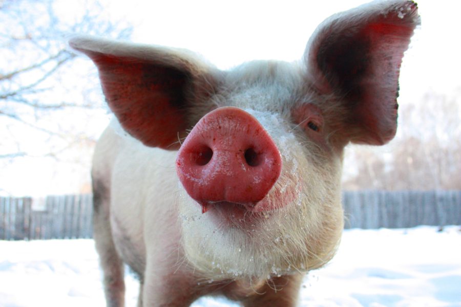 Pigs in winter: protection pointers
