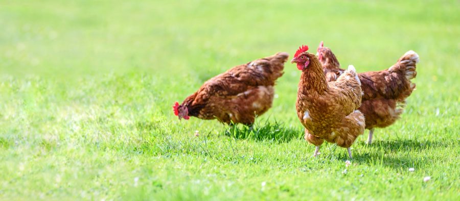 Risk of avian flu to all poultry reduced to low