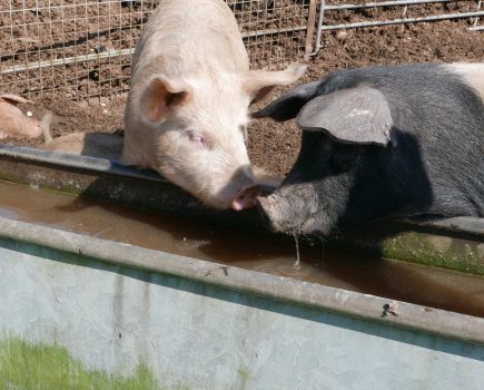 How much water do your pigs need?