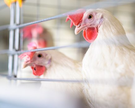 Avian flu – keeping poultry indoors