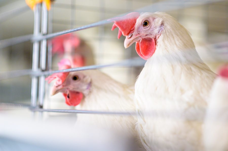 Avian flu – keeping poultry indoors
