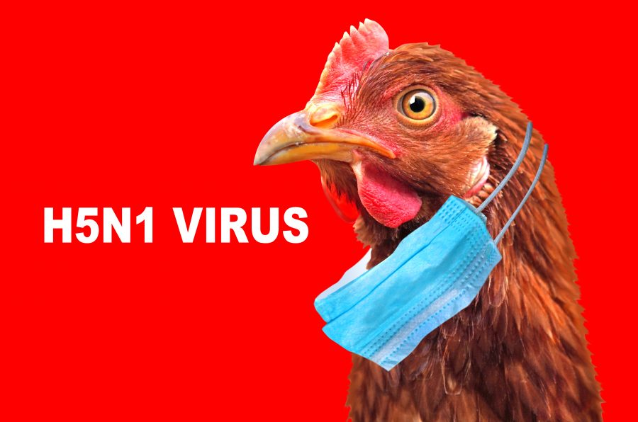Bird flu: avian influenza H5N1 confirmed at Sheshader, Isle of Lewis