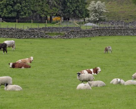 On-the-ground evidence adds weight to SCOPS-COWS warnings of higher risk liver fluke season