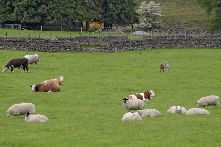 On-the-ground evidence adds weight to SCOPS-COWS warnings of higher risk liver fluke season