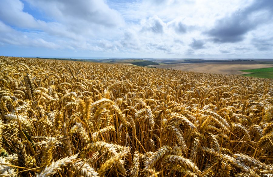 AHDB continues to support Nuffield Farming annual conference