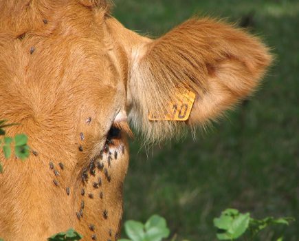 Cattle – watch out for surge of head flies from mid-July