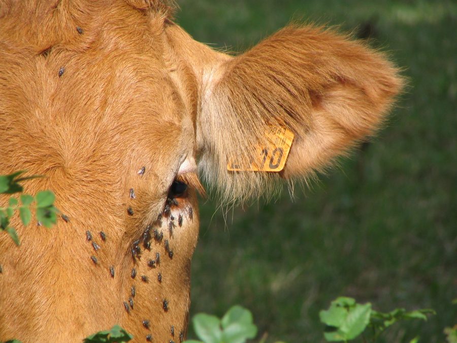 Cattle – watch out for surge of head flies from mid-July